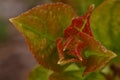 The rebirth of nature macro photo of young corcodus leaves Prunus cerasifera