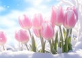 Rebirth of Spring: A Vibrant Display of Pink Tulips on a Snowy B