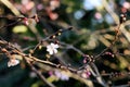 Floral bud opening first spring flowers in the trees