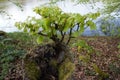 Rebirth of tree beech growing on stump Royalty Free Stock Photo