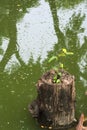 Rebirth of a tree; a dead stump sitting in a swampy lake, giving birth to a new seedling. Royalty Free Stock Photo