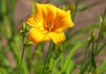 Yellow flower of Reblooming Daylily, Hemerocallis Stella de Oro Royalty Free Stock Photo