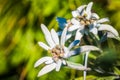 Rebun Island Edelweiss Leontopodium discolor