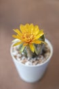 Rebutia cactus with big yellow flower funnel-shaped in a white potted. Royalty Free Stock Photo