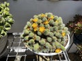 Rebutia fabrisii v aureiflora is a small green soft-spined cactus. Royalty Free Stock Photo