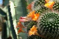 Rebutia fiebrigii Royalty Free Stock Photo