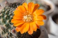 Rebutia flavistyla cactus with orange flower in a white pot Royalty Free Stock Photo