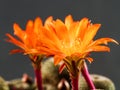 Rebutia Heliosa Royalty Free Stock Photo