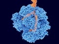 RecBCD is an enzyme of E. coli that initiates recombinational repair in DNA orange