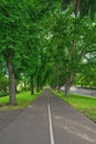 Receding road with tree alleys