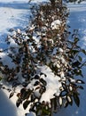 Snow covered hedge shrubs Royalty Free Stock Photo