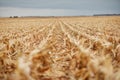 Receding rows of maize stubble during harvesting