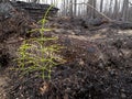 Recent burn of boreal forest