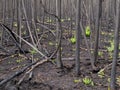 Recent burn of boreal forest Royalty Free Stock Photo