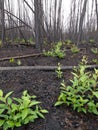 Recent burn of boreal forest Royalty Free Stock Photo