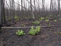 Recent burn of boreal forest Royalty Free Stock Photo