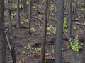 Recent burn of boreal forest Royalty Free Stock Photo