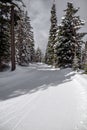 Broad trail groomed for cross-country skiing near Kelowna, BC