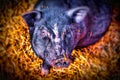 Pig! Small black pig portrait with a hay backdrop Royalty Free Stock Photo