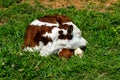 Resting Baby Calf