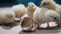 Recently born chickens are fussing around broken eggshells