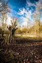 Recently coppiced open woodland