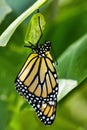 Monarch butterfly readyjust emerged  from its chrysalis. Royalty Free Stock Photo