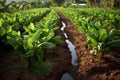 Recently established young banana plantation thriving in beautiful tropical landscape