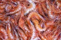 Recently Fished Red Shrimp, Exquisite food, Fish Market, Mediterranean Sea Royalty Free Stock Photo