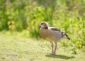 Recently Fledged Egyptian Gosling