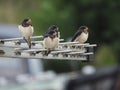 Recently fledged swallows rest on a tv antenna during the late autumn swallow migration