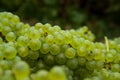 Recently harvested Chardonnay wine grapes in the Adelaide Hills of South Australia