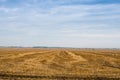 harvested wheat field with blue sky Royalty Free Stock Photo