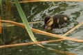 Recently hatched baby duck. ÃÅallard duck ÃÂnas platyrhynchos swimming in the lake