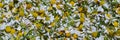 Recently picked chamomile flowers are dried for tea Royalty Free Stock Photo