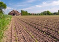 Recently planted Celeriac plants in rows Royalty Free Stock Photo