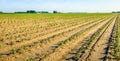 Recently planted celery plants in converging rows Royalty Free Stock Photo