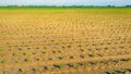 Recently planted celery plants in rows Royalty Free Stock Photo
