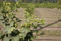 Recently Planted Hazelnut Filbert Orchard Royalty Free Stock Photo