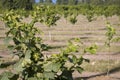 Recently Planted Hazelnut Filbert Orchard