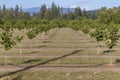 Recently Planted Hazelnut Filbert Orchard