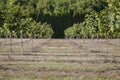 Recently Planted Hazelnut Filbert Orchard Royalty Free Stock Photo