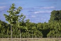 Recently Planted Hazelnut Filbert Orchard Royalty Free Stock Photo