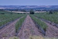 Recently planted olive grove in parallel lines with mountains on the horizon Royalty Free Stock Photo