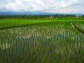 recently planted rice fields