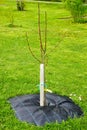 Recently planted young apricot tree with a root cover to conserve soil moisture