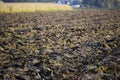 Recently plowed field with dark soil and emerging green sprouts Royalty Free Stock Photo