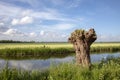 Recently pollard willow tree, one, on the edge of a creek, in the Eemnes polder on a sunny day with clouds in the sky Royalty Free Stock Photo