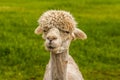 A recently sheared, apricot coloured Alpaca in Charnwood Forest, UK on a spring day Royalty Free Stock Photo