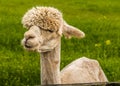 A recently sheared, apricot coloured Alpaca gazes into the distance in Charnwood Forest, UK on a spring day Royalty Free Stock Photo